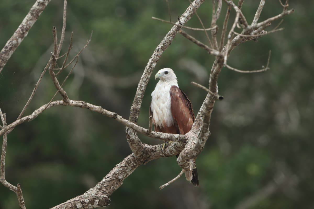 A brahminy kite perched on a bare branch