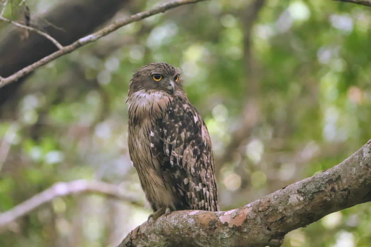 A brown fish owl watching from the canopy