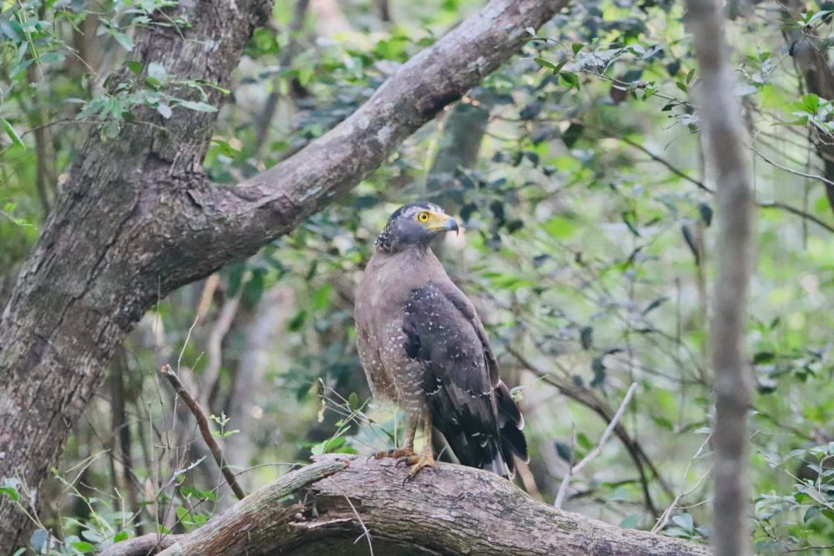 A crested serpent eagle perched on a branch