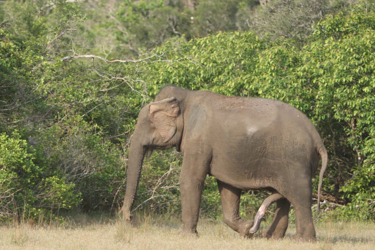 An Asian elephant grazing at the edge of the grassland in Wilpattu