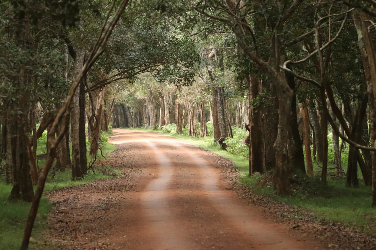 A sandy safari track winding through dense forest canopy in Wilpattu National Park
