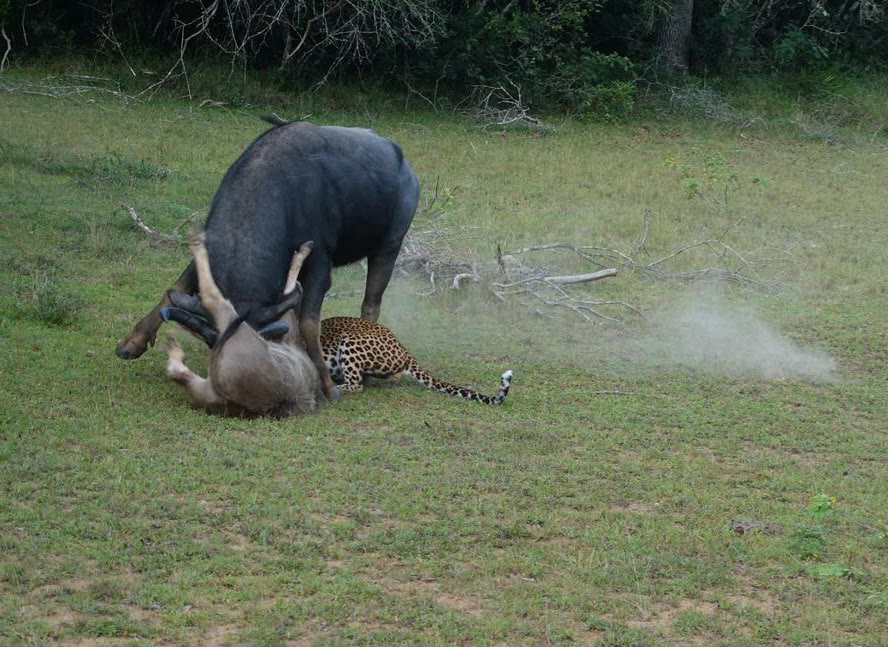 A water buffalo confronts a leopard to defend its calf