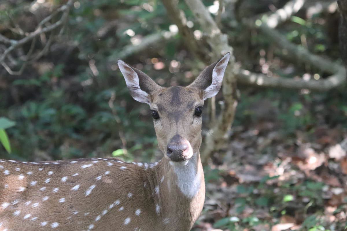 A spotted deer looking directly at the camera in the forest