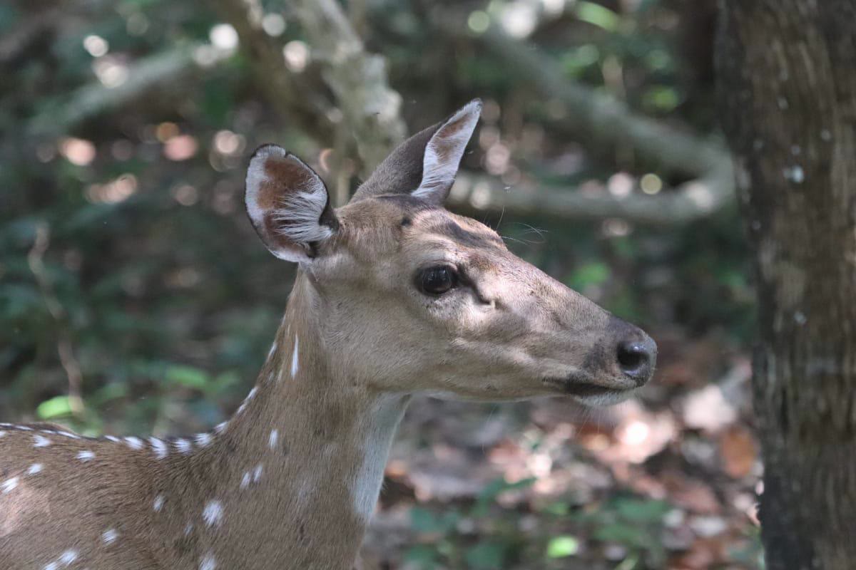 A spotted deer in side profile in the forest