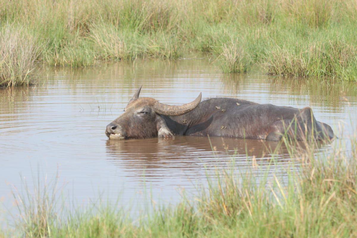 A wild water buffalo wallowing in a villu lake