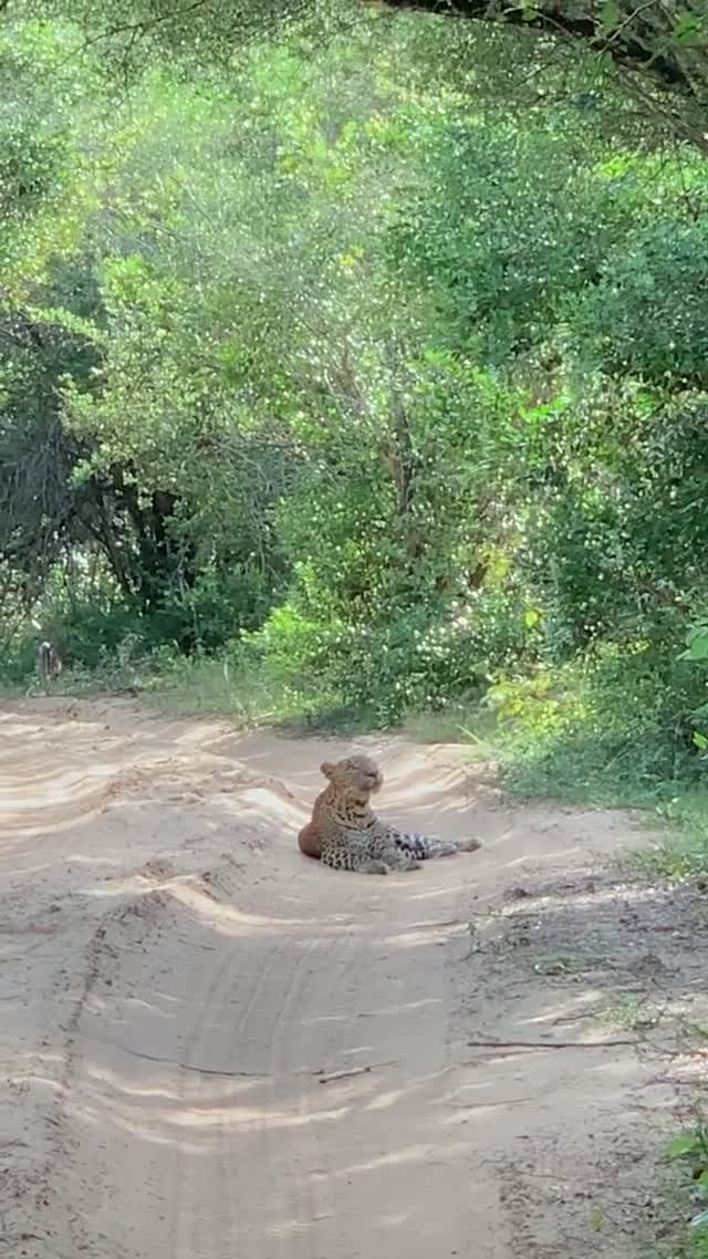 A Sri Lankan leopard resting and yawning on the safari track