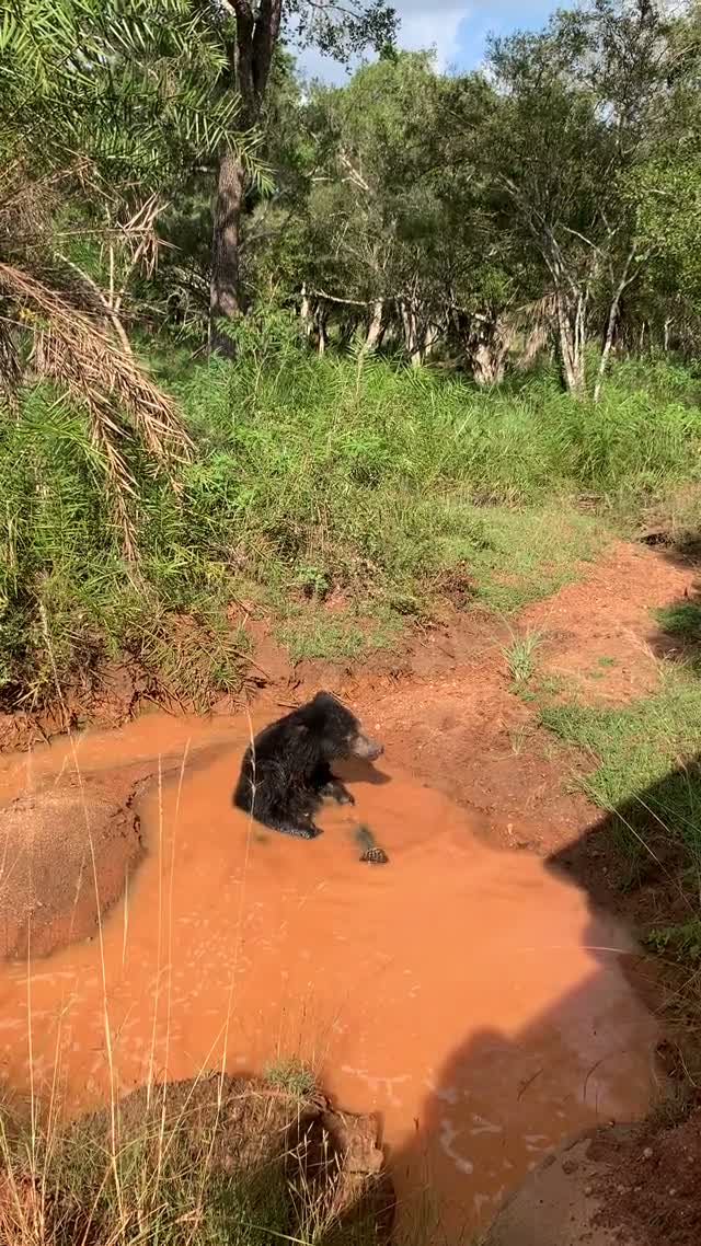 A sloth bear cooling off in a muddy rain pool